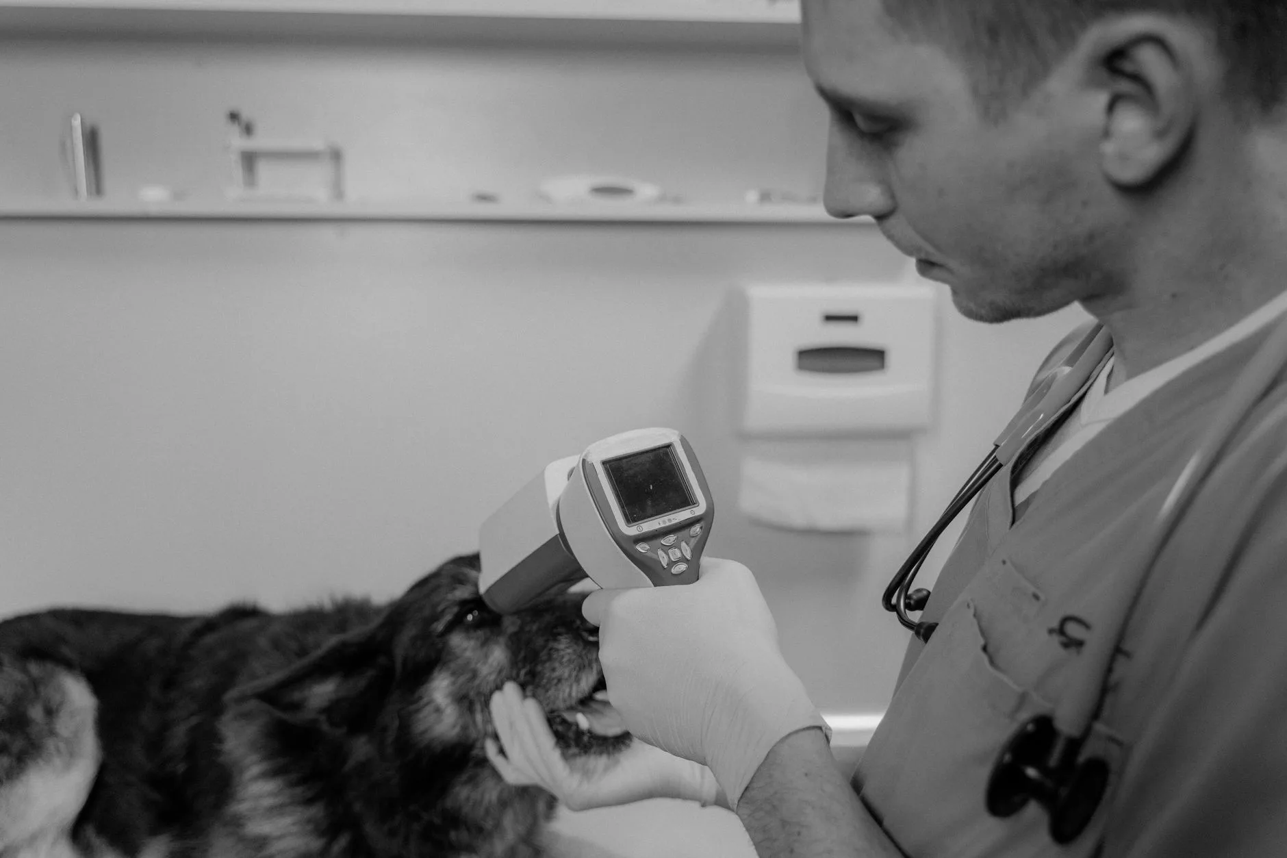 Mikroçip & Hayvan Kimlik (PETVET) Kayıt Takibi