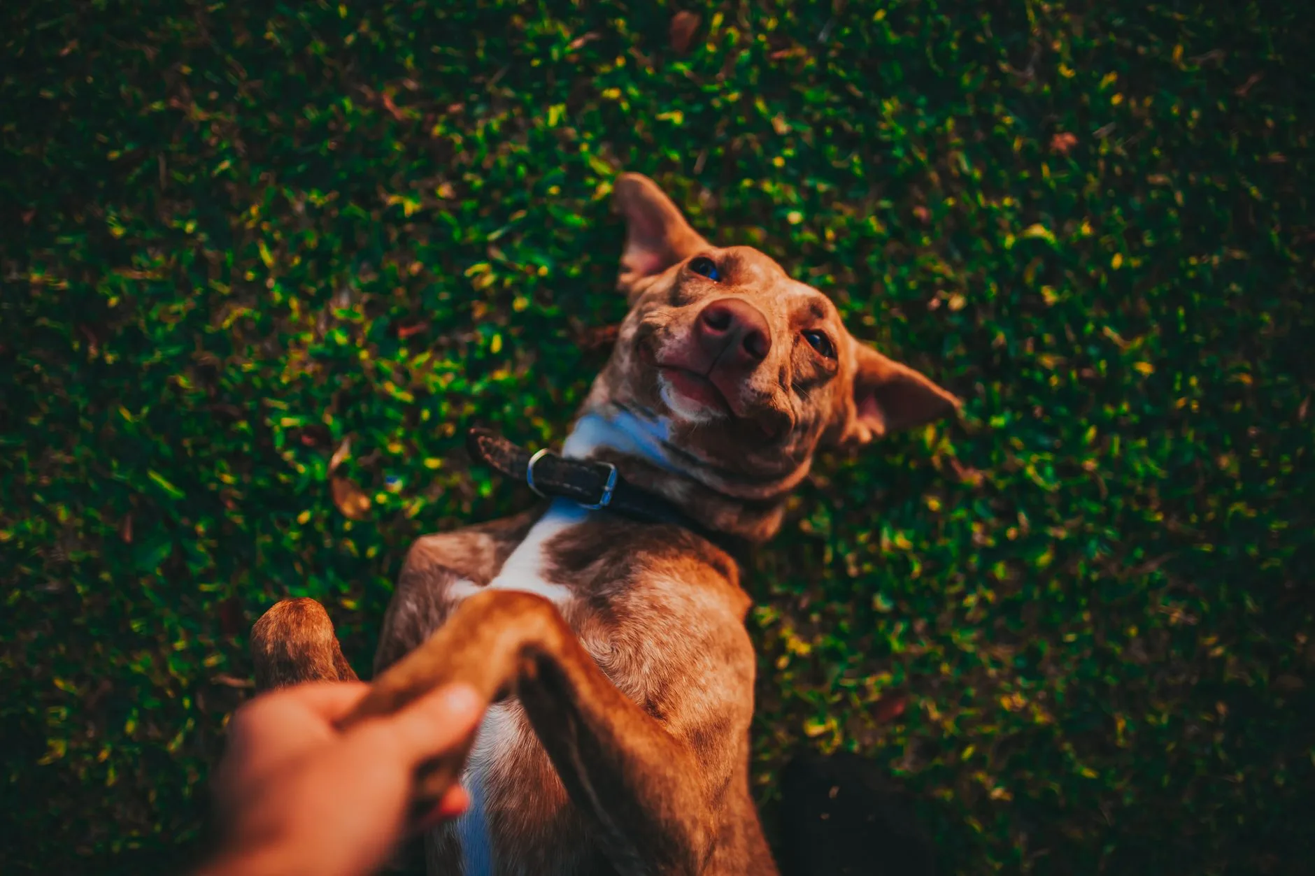 CRM & Pet Sadakat Kartı Sistemi