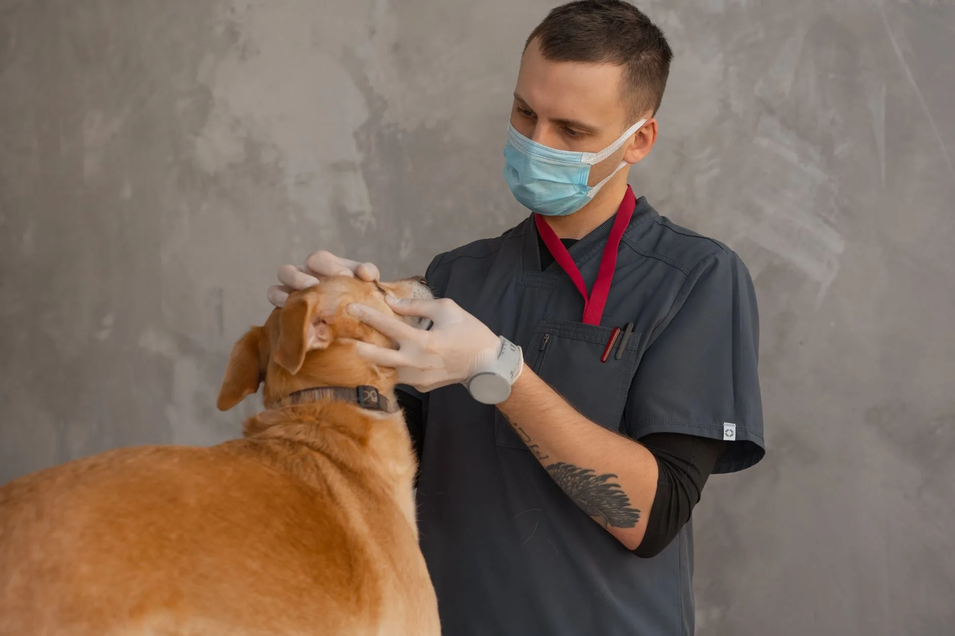 Veteriner Kliniği Web Sitesi